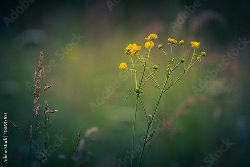 Wild flowers