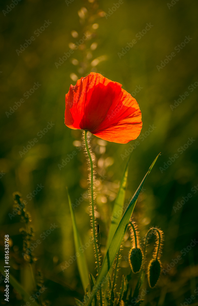 Fototapeta premium Poppy