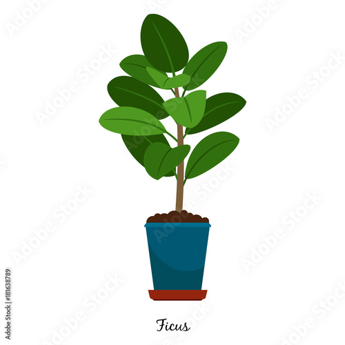 Ficus plant in pot