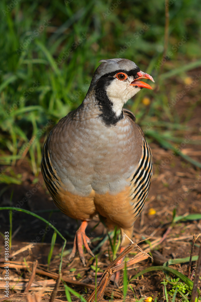 coturnice (Alectoris graeca) - ritratto coturnice (Alectoris graeca) - ritratto