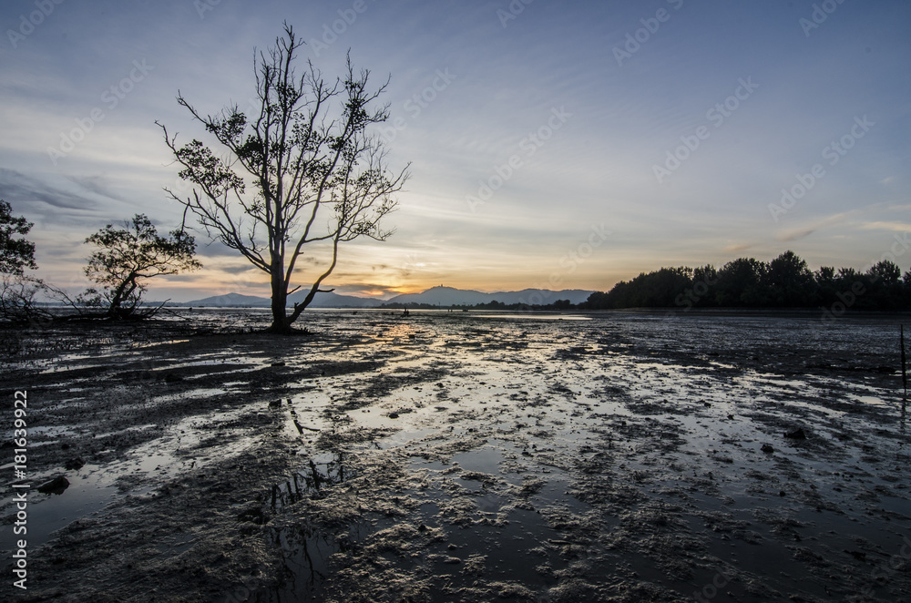 mangrove forest muddy and sunset 