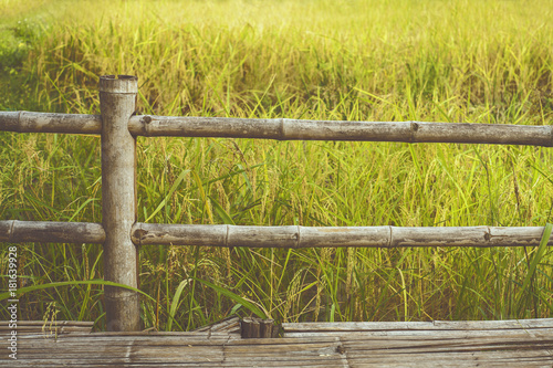 Bamboo fencing and rice fields / Background photo : film style photography