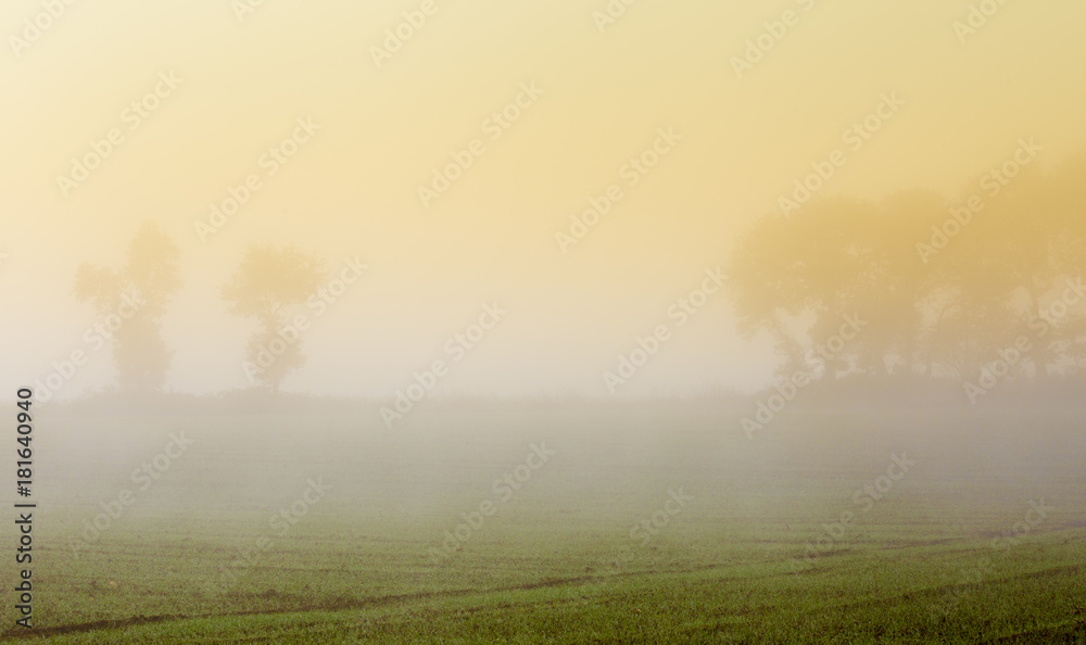 Plaine dans le brouillard du matin