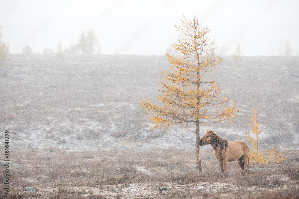 Horses tied up to a tree during a snow storm. Khuvsgul, Mongolia. Horses tied up to a tree during a snow storm. Khuvsgul, Mongolia.