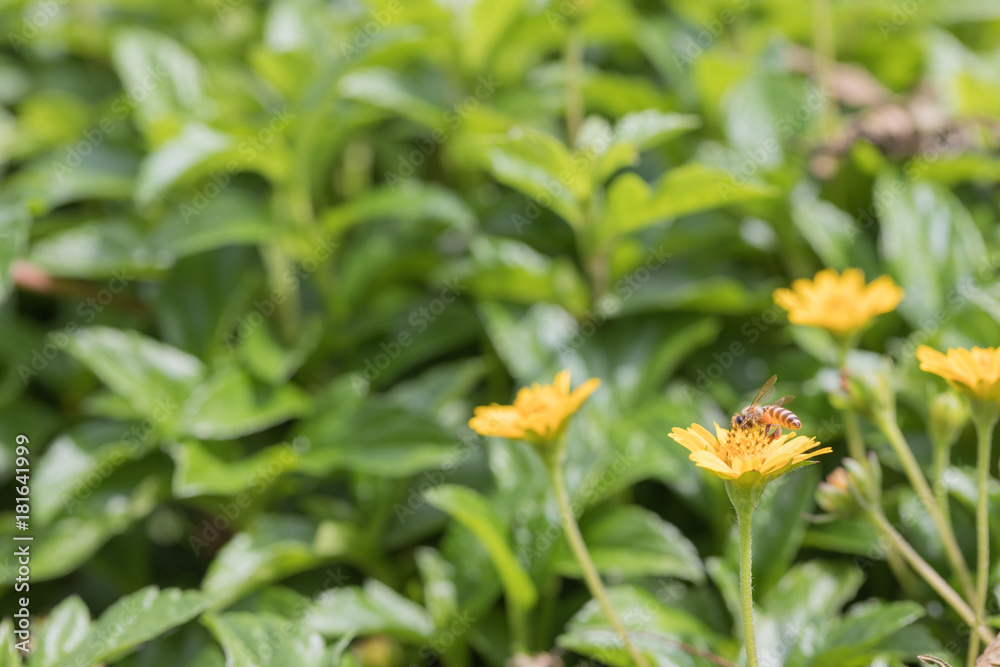 A beautiful bee on yellow flower with Nature background A beautiful bee on yellow flower with Nature background