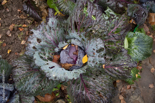 Red cabbage with large old leaves