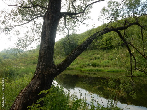 Fototapeta Naklejka Na Ścianę i Meble -   tree on the river bank