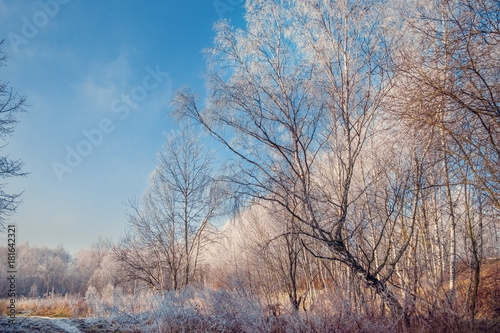 Winter trees covered with frost.