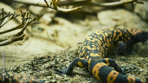 Gila monster