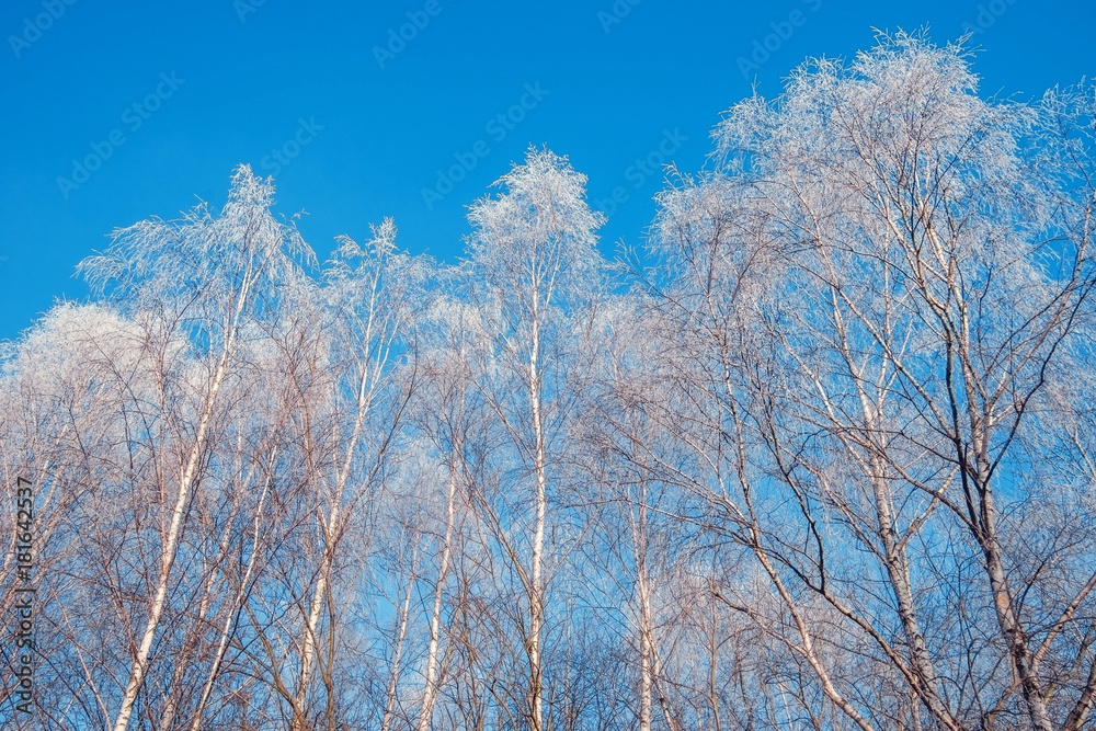Winter trees covered with hoarfrost against the blue sky. Winter trees covered with hoarfrost against the blue sky.