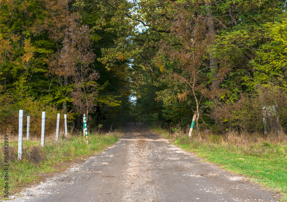 Obraz premium Road to the forest