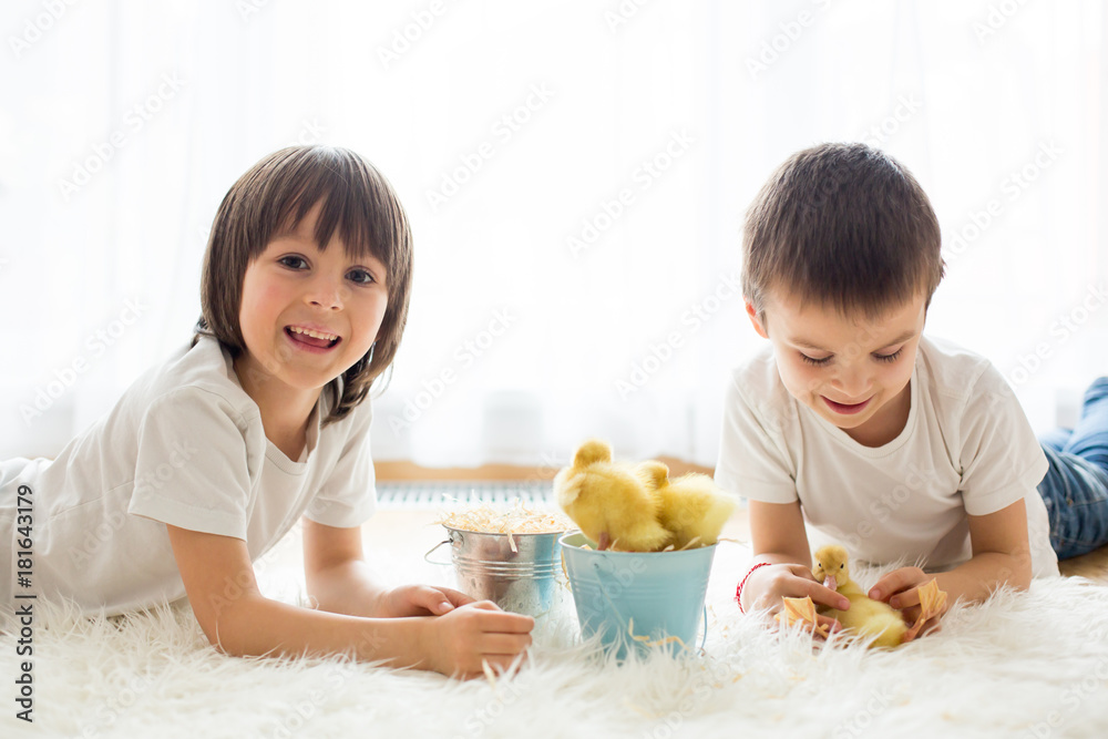 Cute little children, boy brothers, playing with ducklings springtime Cute little children, boy brothers, playing with ducklings springtime