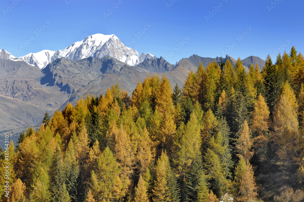 view on the Mont Blanc behind a forest of fir trees under blue sky
