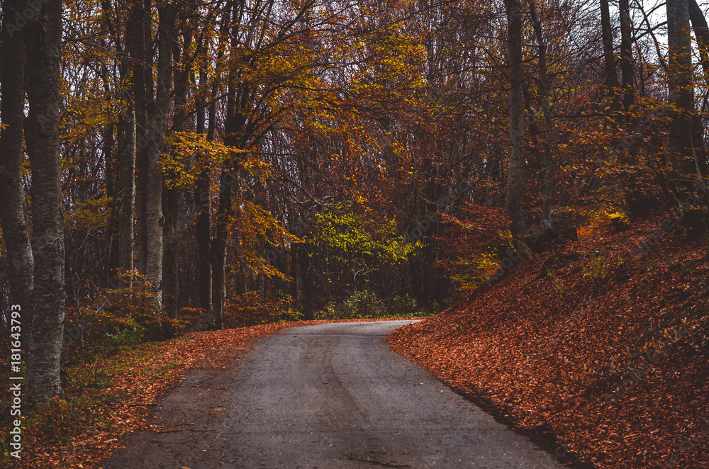 Obraz premium Mountain road with shadows surrounded with beautiful autumn trees and golden leaves