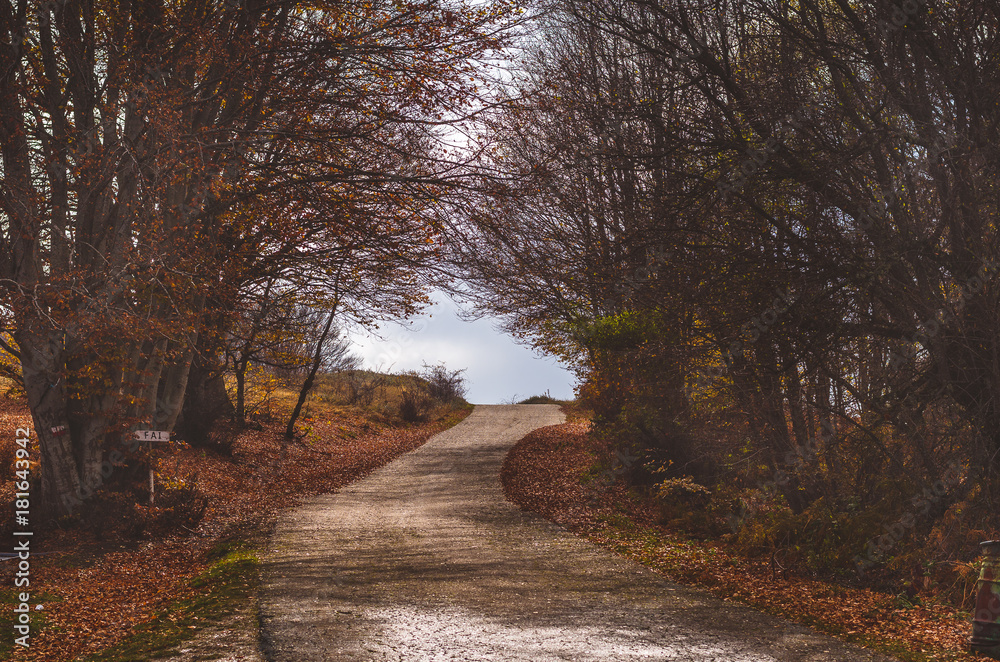 Fototapeta premium Mountain road with shadows surrounded with beautiful autumn trees and golden leaves