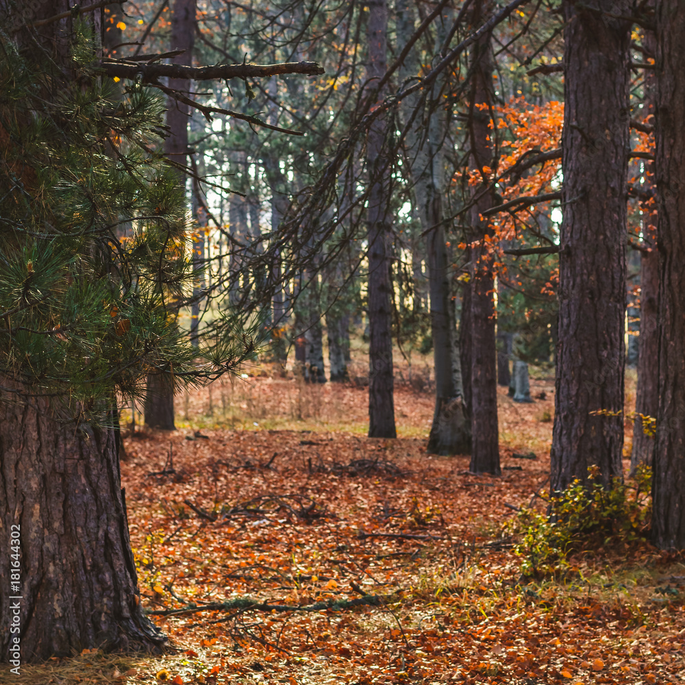 Beautiful autumn nature environment surrounded with trees golden brown yellow leaves Beautiful autumn nature environment surrounded with trees golden brown yellow leaves