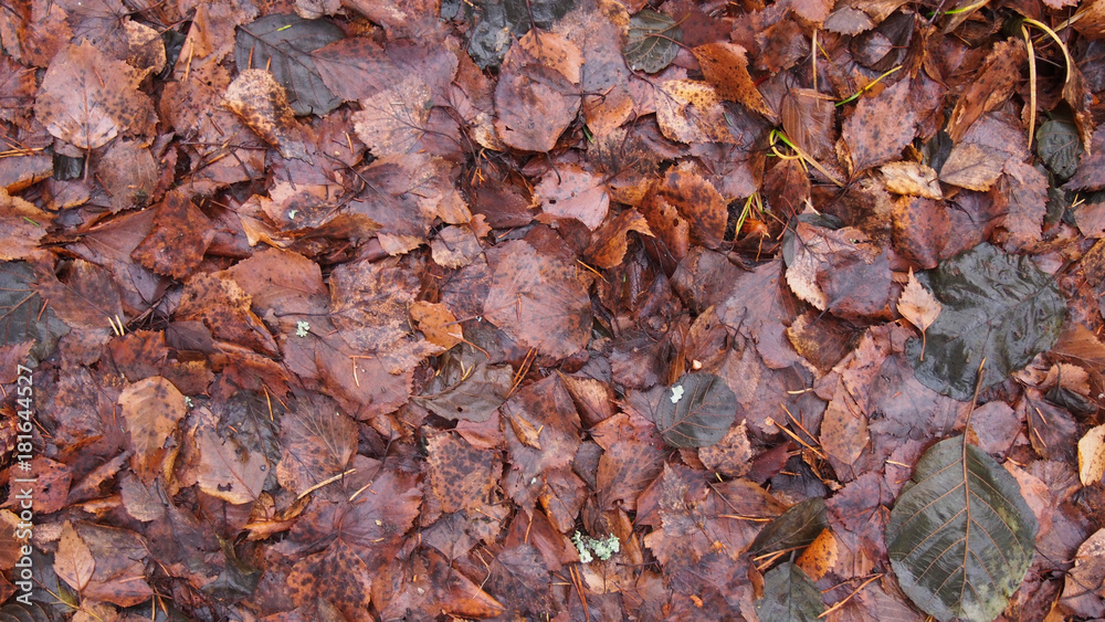 Leaves on the ground texture