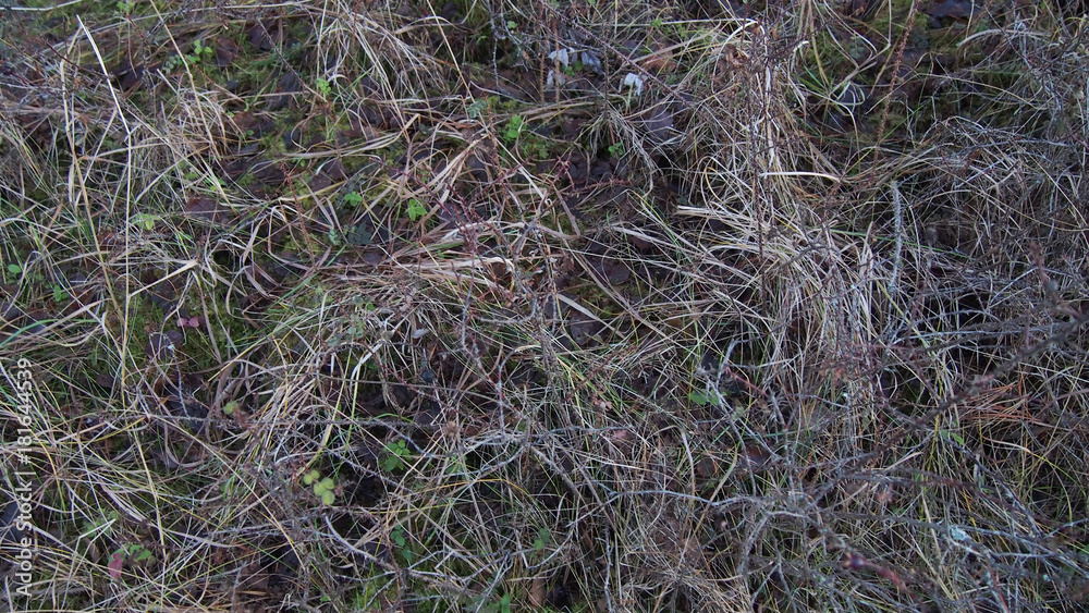 Dead grass texture Dead grass texture