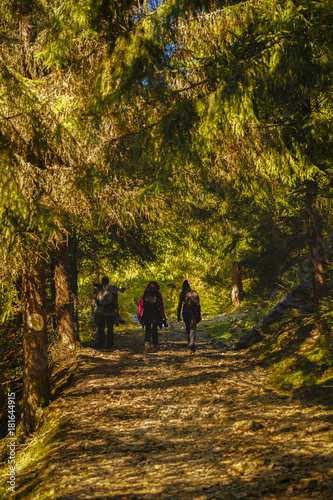 Group of tourists hiking through the forest