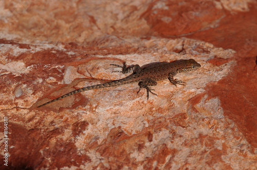 Lizard on rocks