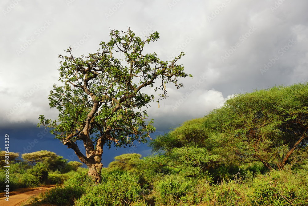 Sausage tree Kigelia africana in Tanzania, Africa Sausage tree Kigelia africana in Tanzania, Africa