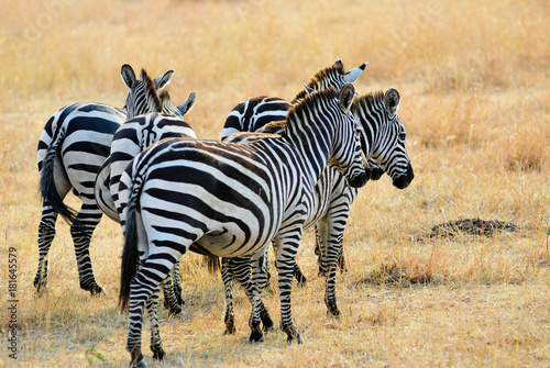 African wildlife  Kenya