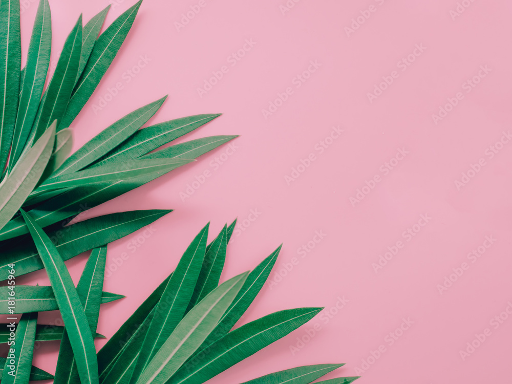 summer background concept with leaf of oleander tropical flower arrange on pastel pink background