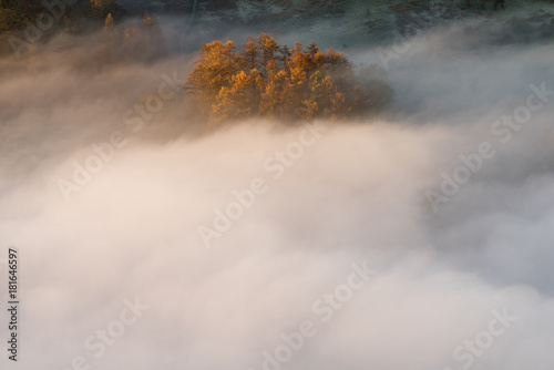 Ethereal clouds of valley mist surrounding a group of tree's with Autumn colours and morning light.
