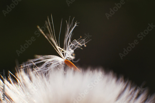 Fototapeta Naklejka Na Ścianę i Meble -  dandelion parachute close-up. parachute on a dandelion. dandelion seeds