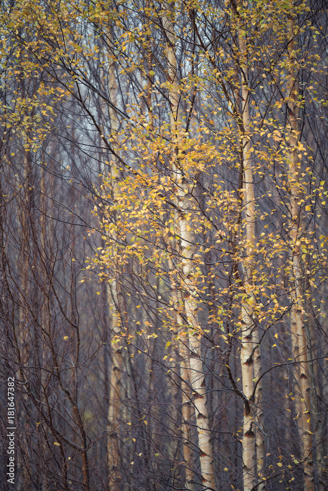 Autumn yellow leaves on Birch Tree's in a Cumbrian forest.