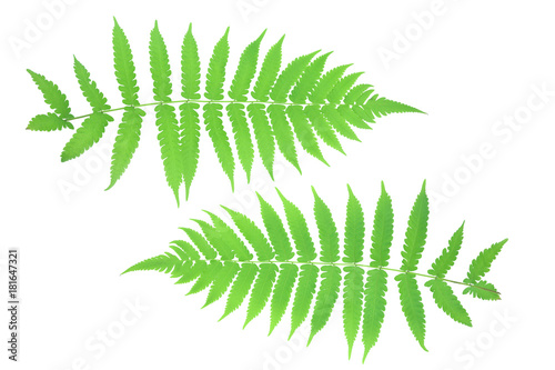 Front and back leaves ferns