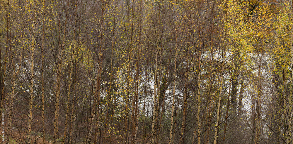Panoramic close up of a group of Birch Tree's with Autumnal colours.