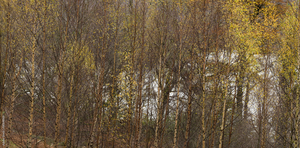 Panoramic close up of a group of Birch Tree's with Autumnal colours. Panoramic close up of a group of Birch Tree's with Autumnal colours.
