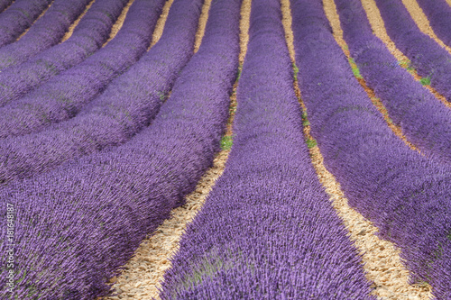 view of the lavender fields in the alpes de hautes provence, on the plateau of valensole, near the luberon