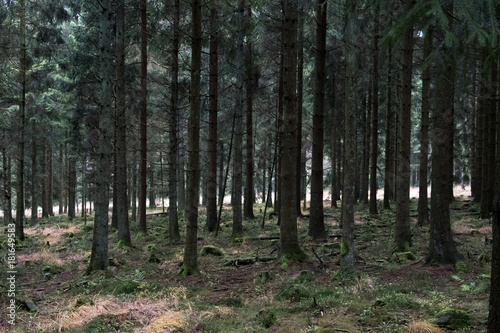 Pine forest