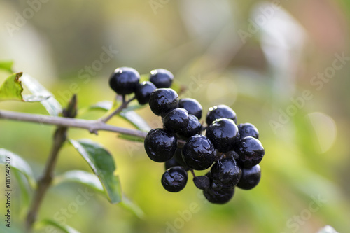 Ligustrum vulgare ripened black berries fruits, shrub branches with leaves