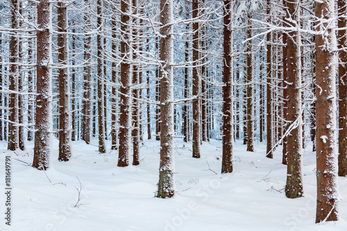 Evergreen forest with snow and frost