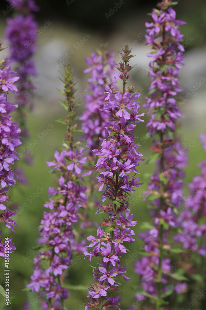 Gewöhnlicher Blutweiderich, Lythrum salicaria Gewöhnlicher Blutweiderich, Lythrum salicaria