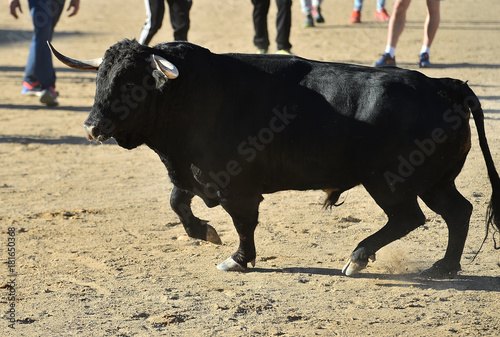 spanish bull