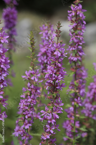 Gew  hnlicher Blutweiderich  Lythrum salicaria