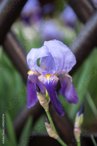 Fototapeta Naklejka Na Ścianę i Meble -  One purple iris flower
