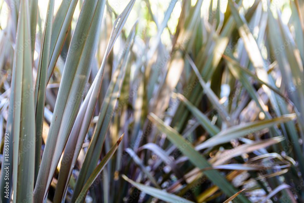 Obraz premium Slender leaves of a wild semi-aquatic plant with blurry background.
