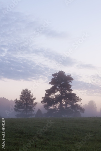 Misty meadow landscape at dawn