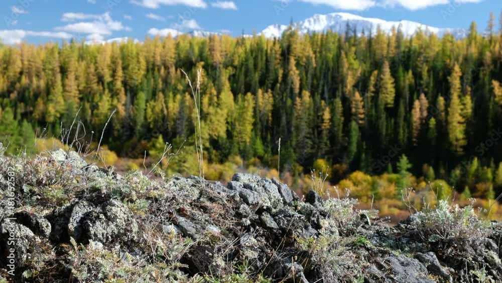 Video panorama of North Chuiskiy Ridge with stones on foreground and larch forest on background in Autumn. Altai Video panorama of North Chuiskiy Ridge with stones on foreground and larch forest on background in Autumn. Altai