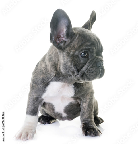 puppy french bulldog