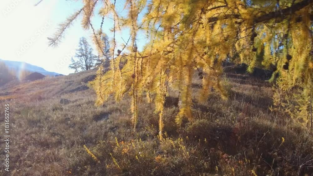 Walk through a yellow larch grove in autumn season on the mountain Altai Walk through a yellow larch grove in autumn season on the mountain Altai