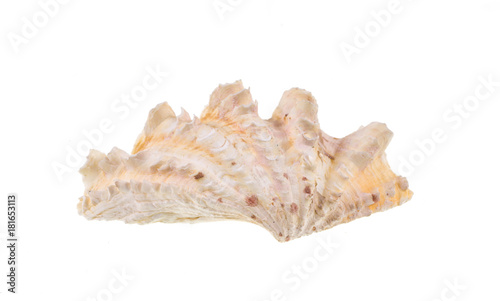 rare beautiful seashell on white isolated background