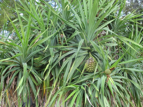 Baby pineapple plant in a garden in Thailand © places-4-you
