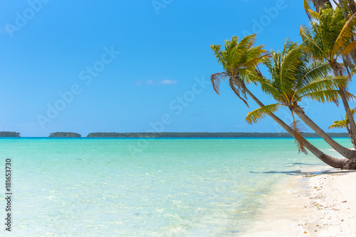 Fototapeta Naklejka Na Ścianę i Meble -  Tropical beach, in French Polynesia, with coconut tree on the turquoise sea 

