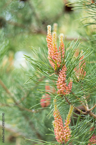Pine tree with pine cones in the spring forest